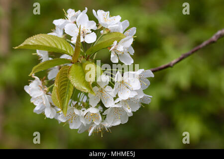 Wilde Kirsche (Prunus Avium) Blumen Stockfoto