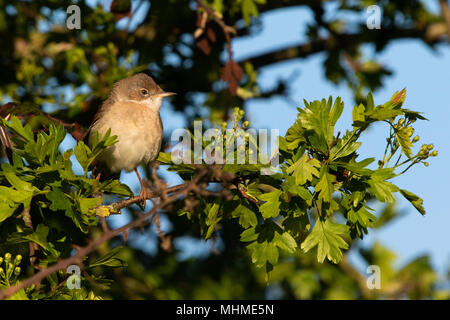 Weibliche Common Whitethroat (Sylvia communis) unter frische Blätter und Blüten einer pedunculate Oak (Quercus robur) Baum gehockt Stockfoto