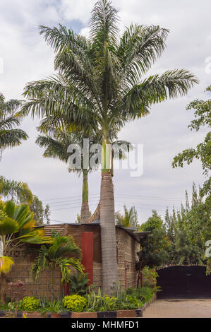 Aussicht auf zwei Palmen in einem Garten in Nairobi City Kenia Stockfoto