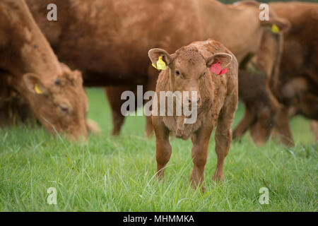 South Devon Kuh Kalb Stockfoto