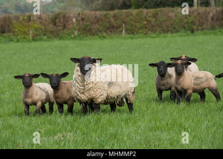 Schafe und Lämmer in eine Herde Schafe Stockfoto