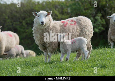 Schafe und Lämmer in eine Herde Schafe Stockfoto