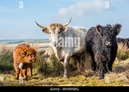 Wilde Moor- und Berg Rinder Stockfoto