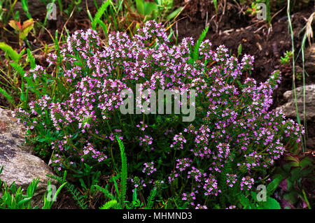 Ein schönes Kissen von Thymus Beurre (Mutter von Thymian, schleichende Thymian, wilder Thymian) in einer Bergwiese im Frühjahr. Stockfoto