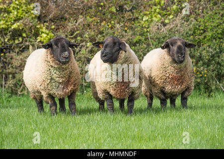 3 Suffolk Rams Stockfoto