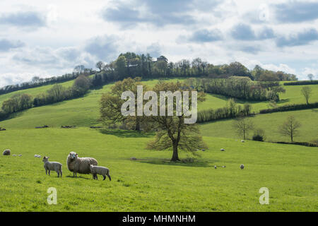 Schafe und Lämmer in der Landschaft Stockfoto