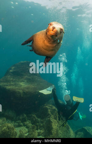 Taucher nähert sich sea lion Family unterwasser Spaß und Spiel zu haben Stockfoto