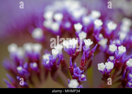 Kleine Lila und Weiß Limonium Blumen Natur Makro backgroun Stockfoto