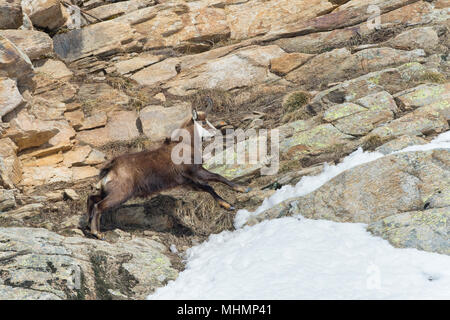 Gams Reh hoch in den Felsen Hintergrund Stockfoto