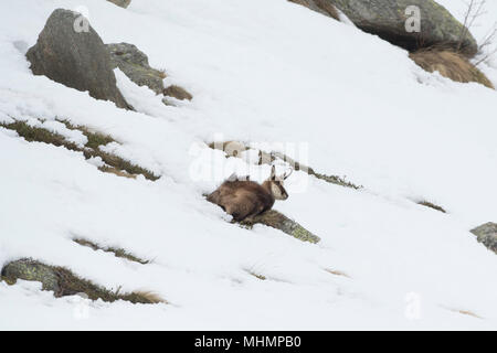 Gemsen portrait Rehe im Schnee Hintergrund Stockfoto