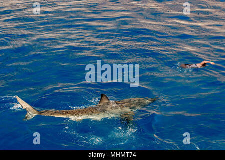 Great White Shark bereit, eine menschliche Schwimmer angreifen Stockfoto