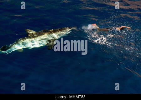 Great White Shark bereit, eine menschliche Schwimmer angreifen Stockfoto