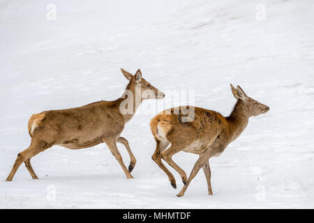 Rotwild während der Ausführung auf dem Schnee Hintergrund Stockfoto