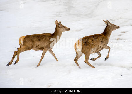 Rotwild während der Ausführung auf dem Schnee Hintergrund Stockfoto