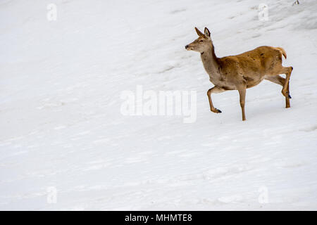 Rotwild während der Ausführung auf dem Schnee Hintergrund Stockfoto