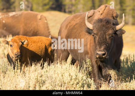 Büffel im Yellowstone Lamar Tal im Sommer, während Sie auf der Suche Stockfoto