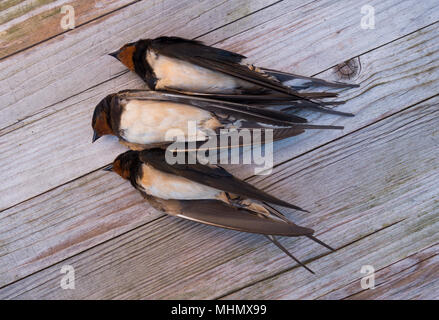 Drei Tote bei Schwalben, die in Folge der extremen Kälte gestorben, nass und sehr windigen Wetter bei ihrer Ankunft im Frühjahr. Stockfoto