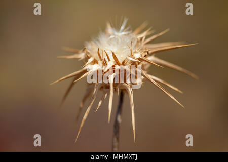 Flora von Gran Canaria - blühende Silybum marianum, Mariendistel, chemische seedhead Stockfoto