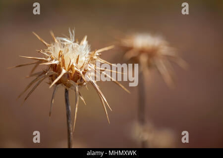 Flora von Gran Canaria - blühende Silybum marianum, Mariendistel, chemische seedhead Stockfoto