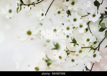 Blühenden Hartriegels Frühlingsblüten gegen einen weichen strukturierten Hintergrund. Stockfoto