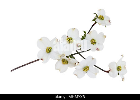 Blühende Hartriegel Blüten und Niederlassung auf dem weißen Hintergrund isoliert. Clipping-Pfad enthalten. Stockfoto