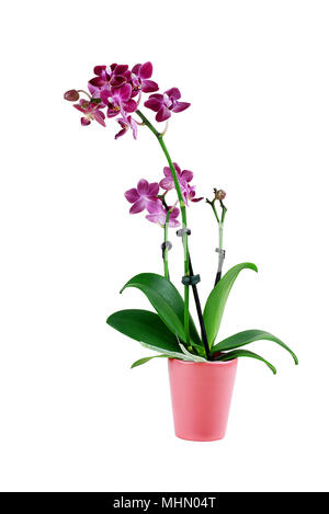 Lila Phalaenopsis Orchidee in einem Blumentopf isoliert gegen einen weißen Hintergrund mit Freistellungspfad enthalten. Auch als die Motte Orchideen bekannt. Stockfoto