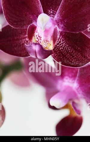 Abstrakte Makro einer lila Phalaenopsis Orchidee, auch bekannt als die Motte Orchidee, mit extrem geringer Tiefenschärfe. Stockfoto