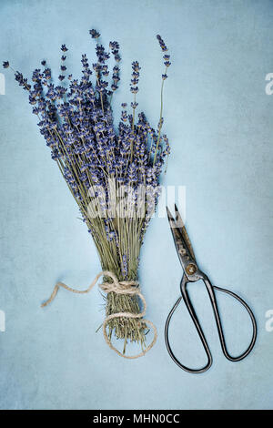 Ansicht von oben aus einem Bündel von getrockneten Lavendelblüten mit ein altes Paar antike Schere. Stockfoto