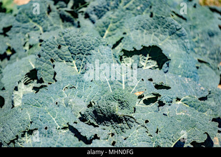 Kohl Anlage auf Boden im Herbst Saison teilweise gegessen Stockfoto