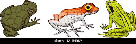 Tropische Amphibien. Wilde Tiere. Frösche und anuran, hoptoad oder Kröte. Graviert Hand in alten Vintage Skizze gezeichnet. Vector Illustration. Stock Vektor