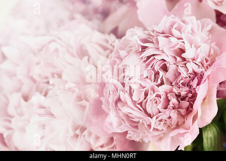 Schöne Farben rosa Pfingstrosen im Sonnenlicht. Extrem flache Tiefenschärfe mit selektiven Fokus auf Blume im Vordergrund. Stockfoto
