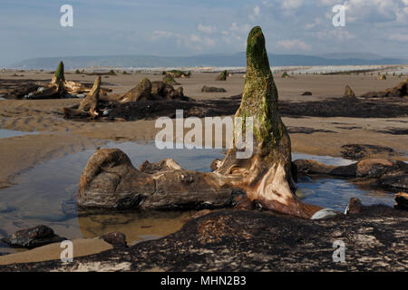 Wald in der Nähe von prähistorischen Borth, Ceredigion, West Wales. Im Jahr 2014 zogen sie nach Stürmen Sand Aufdecken der antiken Stätte, etwa 4,5 bis 6 K Jahre alt. Stockfoto