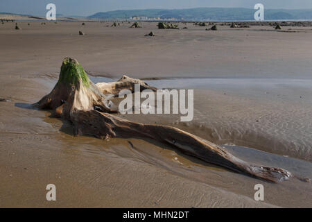 Wald in der Nähe von prähistorischen Borth, Ceredigion, West Wales. Im Jahr 2014 zogen sie nach Stürmen Sand Aufdecken der antiken Stätte, etwa 4,5 bis 6 K Jahre alt. Stockfoto