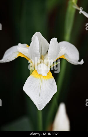 Sibirische Iris mit extrem geringer Tiefenschärfe. Stockfoto