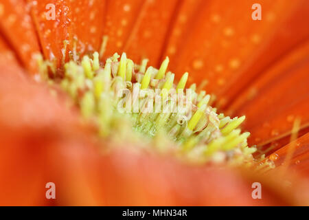 Zusammenfassung von Orange Gerber Daisy Makro mit Wassertropfen auf die Blütenblätter. Extrem flache Tiefenschärfe mit selektiven Fokus auf Center. Stockfoto