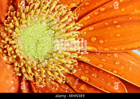 Eine abstrakte einer orange Gerber Daisy Makro mit Wassertropfen auf die Blütenblätter. Extrem geringe Tiefenschärfe. Stockfoto