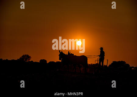 Amish während der Landwirtschaft mit Pferden im Golden Sunset Stockfoto