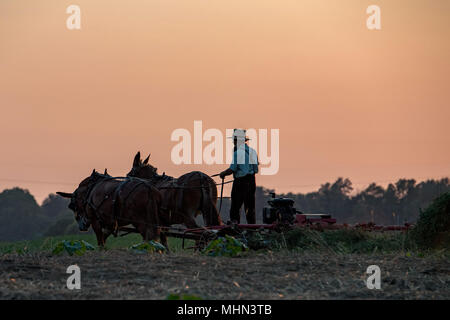 Amish während der Landwirtschaft mit Pferden im Golden Sunset Stockfoto