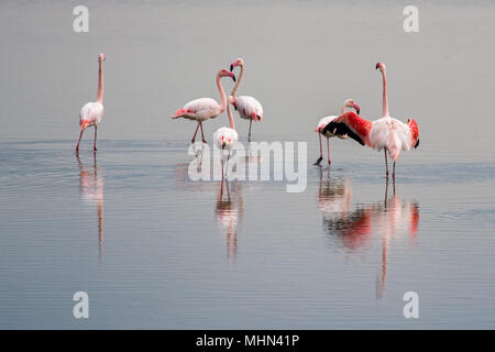 Wasser Reflexion und schönes Licht auf rosa Flamingo Gruppe Stockfoto