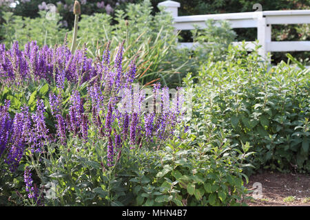 Schöne salvia in einem Cottage Garten wachsen. Stockfoto