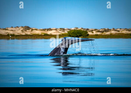 Gray Whale Tail in pazifischen Ozean bei Sonnenuntergang Stockfoto