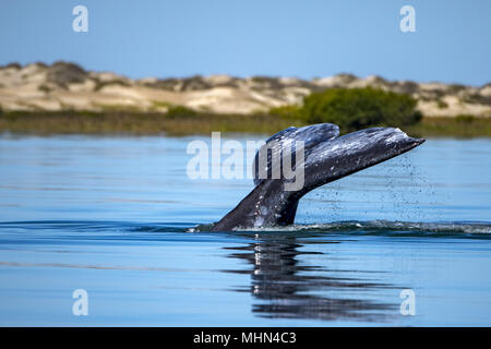 Gray Whale Tail in pazifischen Ozean bei Sonnenuntergang Stockfoto