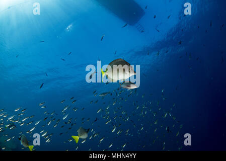 Boot und Fische unter Wasser mit Sonnenstrahlen. Stockfoto