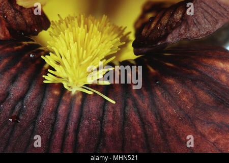 Extreme Makro einer wunderschönen braunen Bartiris Blume. Stockfoto