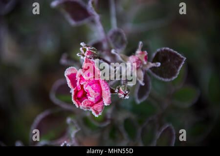 Mattierte rose Stockfoto