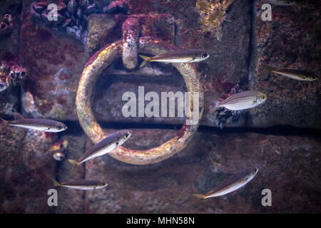 Stein Pier unter Wasser mit Eisenring und Fisch Stockfoto