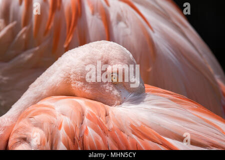 Rosa flamingo portrait Auge Detail Stockfoto