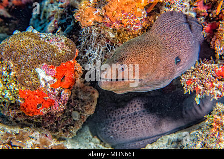 Aal mooray Betrachten Sie unter Wasser beim Tauchen Malediven Stockfoto