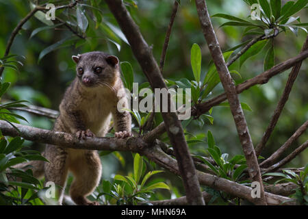 Kinkajou, Potus flavus, Procyonidae, Monteverde Cloud Forest Reserve, Costa Rica, Centroamerica Stockfoto