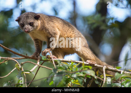 Kinkajou, Potus flavus, Procyonidae, Monteverde Cloud Forest Reserve, Costa Rica, Centroamerica Stockfoto